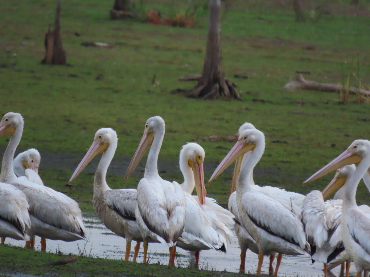 American White Pelican - Tom Obrock