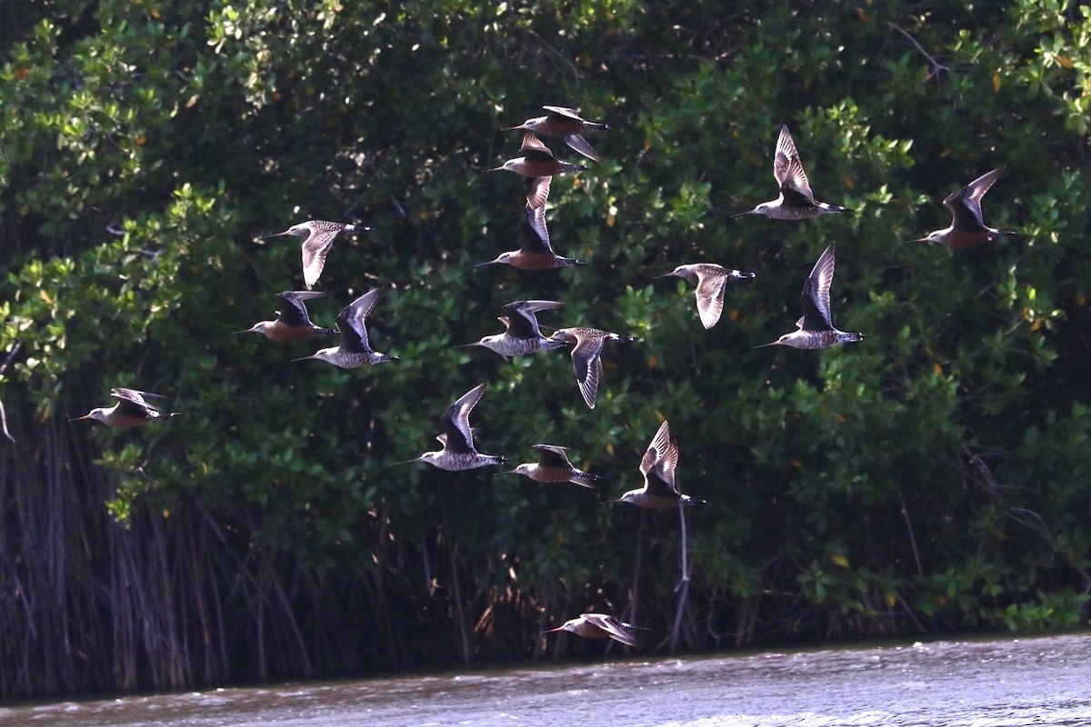 Hudsonian Godwit - ML431928841