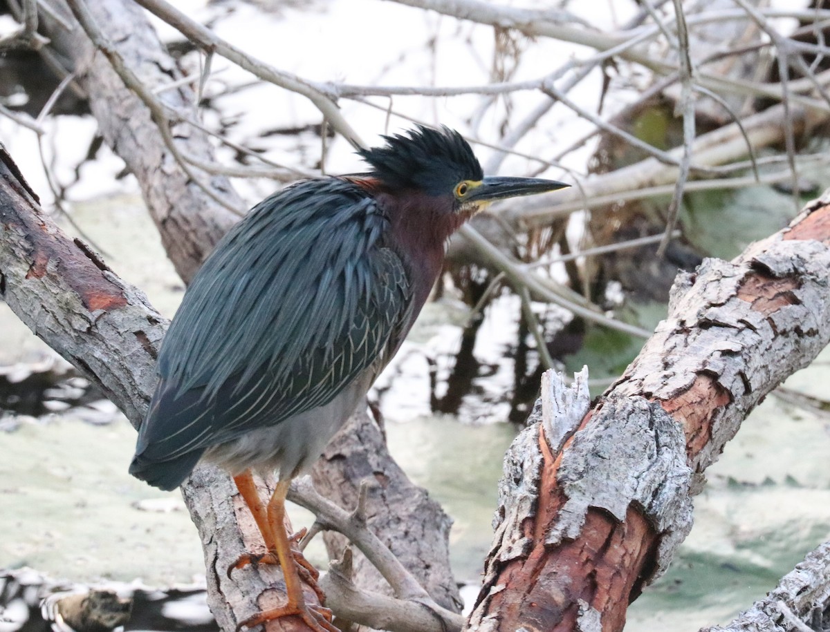 Green Heron - ML431929251