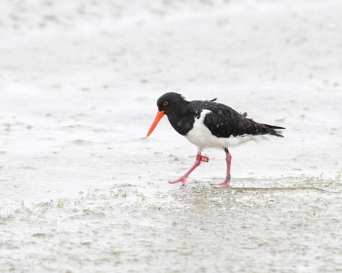 Pied Oystercatcher - ML431929661