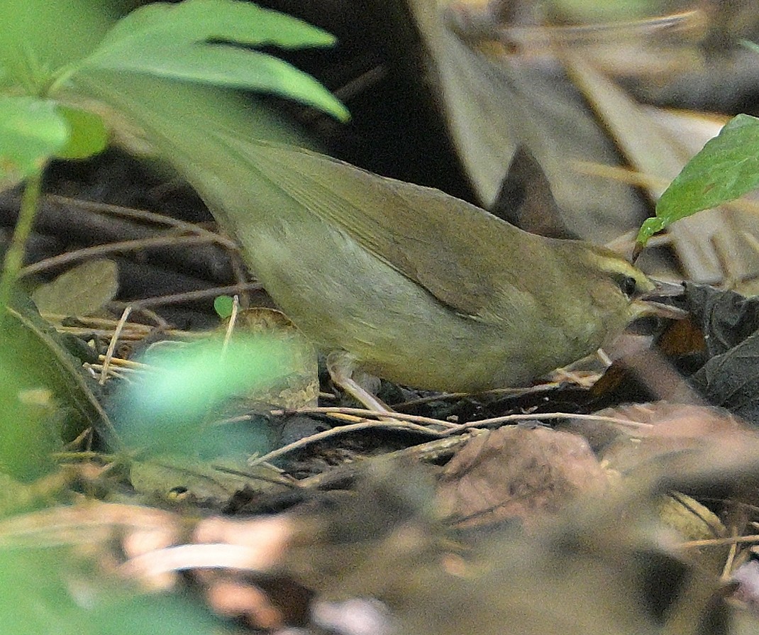 Swainson's Warbler - ML431929691