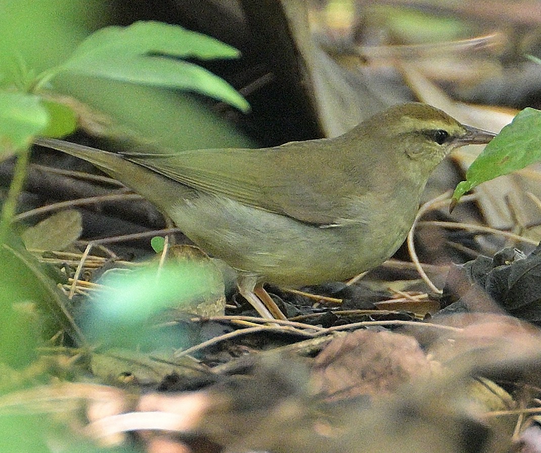 Swainson's Warbler - ML431929711