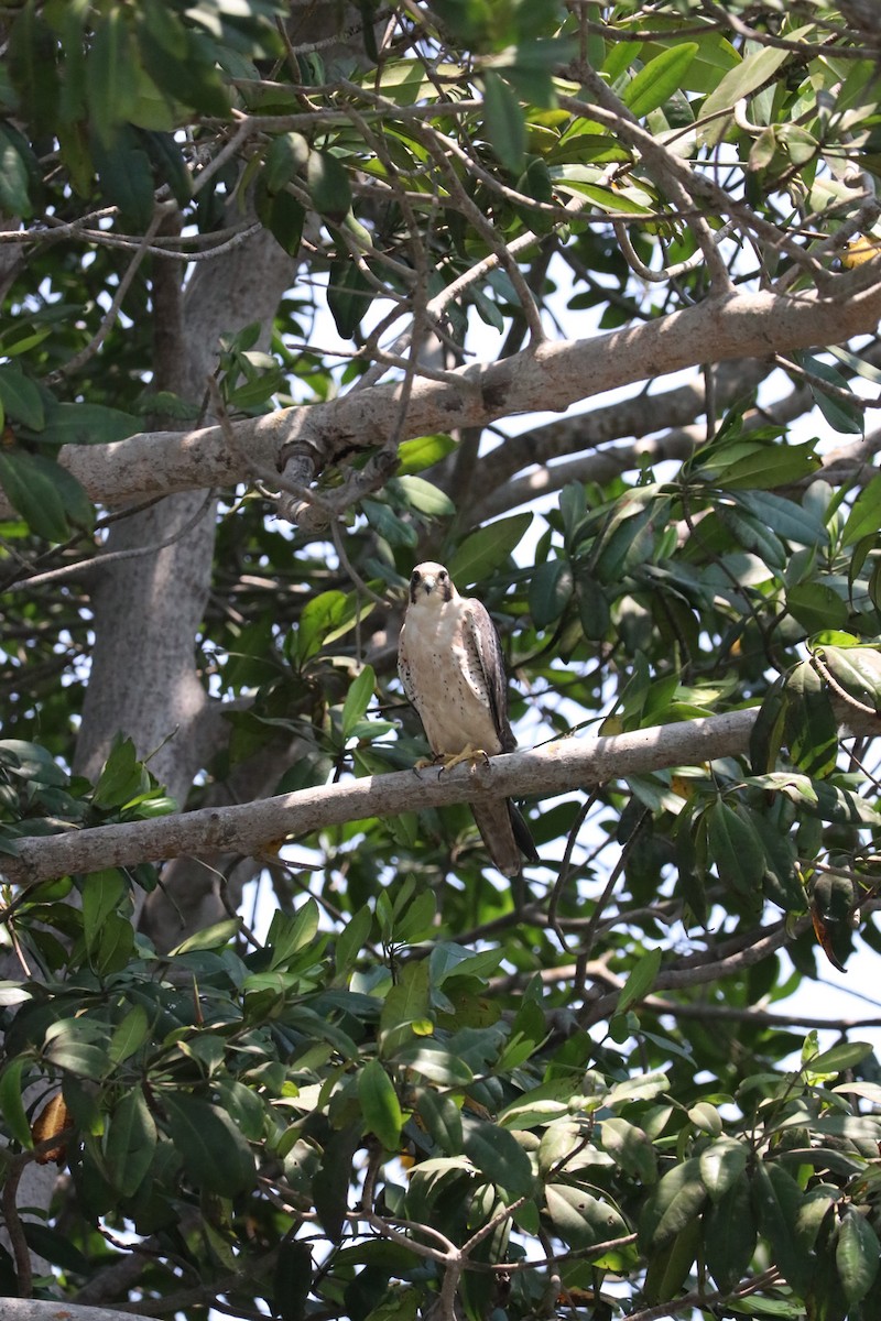 Peregrine Falcon - ML431929761