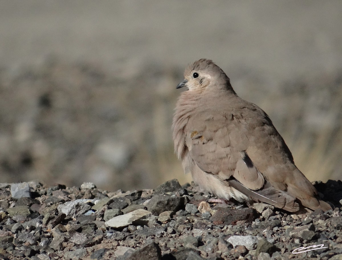 Golden-spotted Ground Dove - Carlos Cabrera