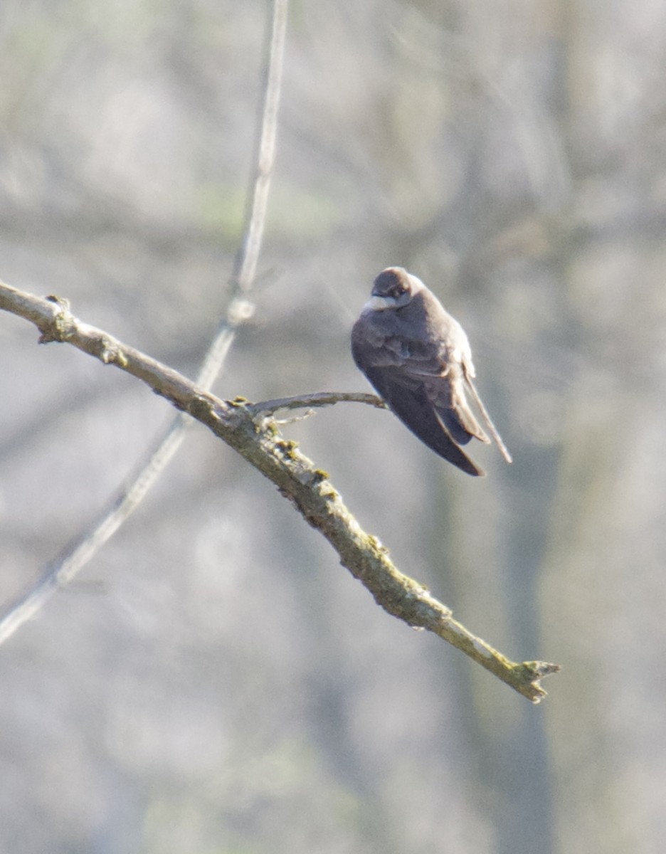 Northern Rough-winged Swallow - ML431931521