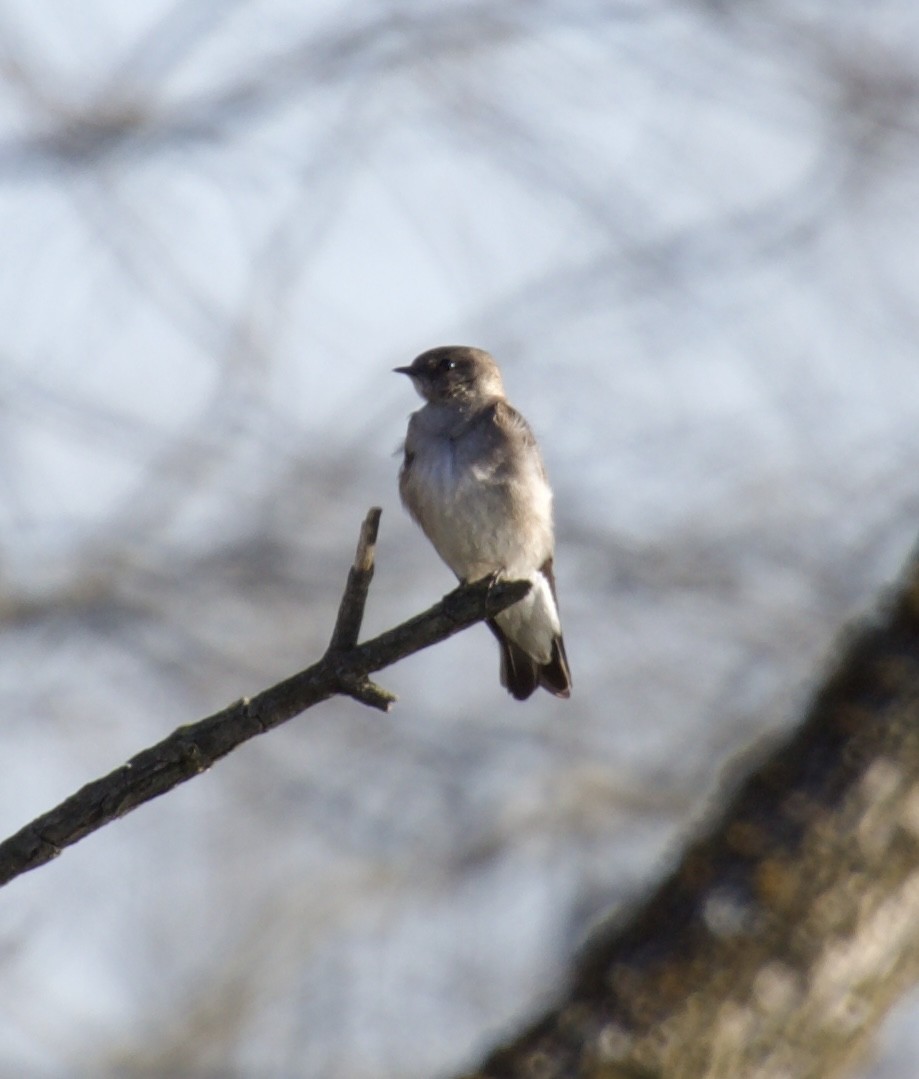 Northern Rough-winged Swallow - ML431931531