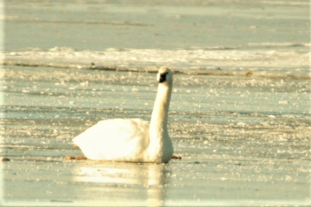 Trumpeter Swan - ML431931891