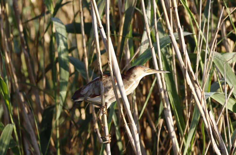 Least Bittern - ML431932281