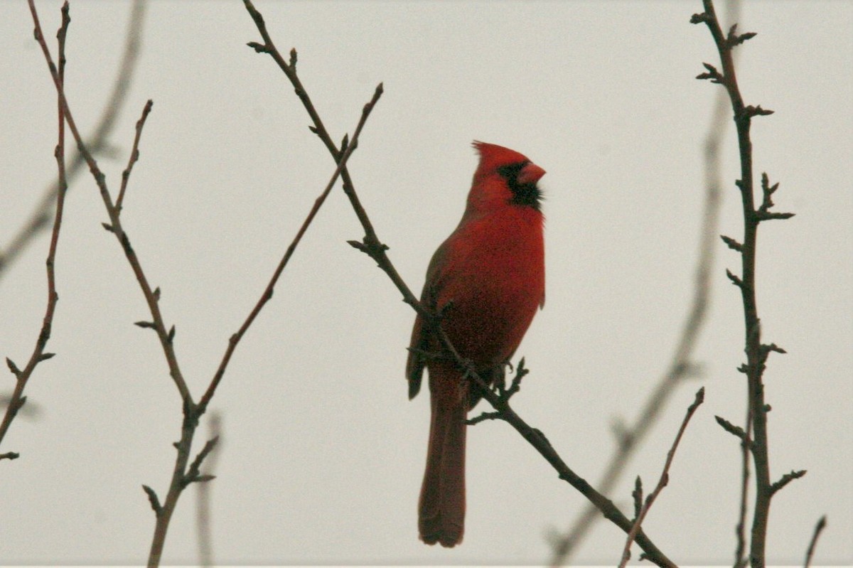 Northern Cardinal - ML431933661