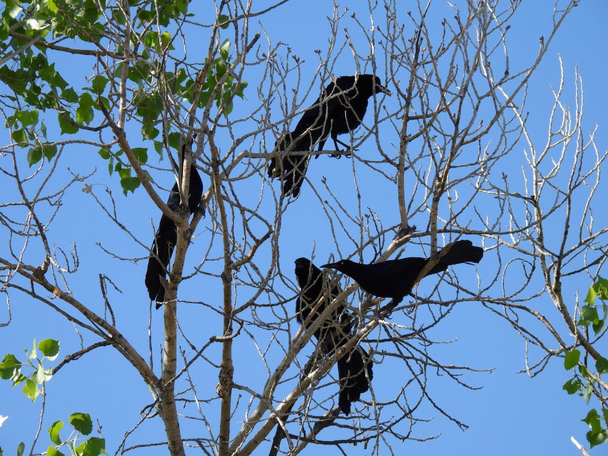 Great-tailed Grackle - ML431933861