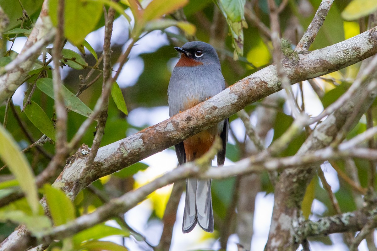 Rufous-throated Solitaire - Kevin Berkoff