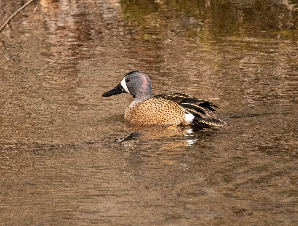 Blue-winged Teal - ML431934571