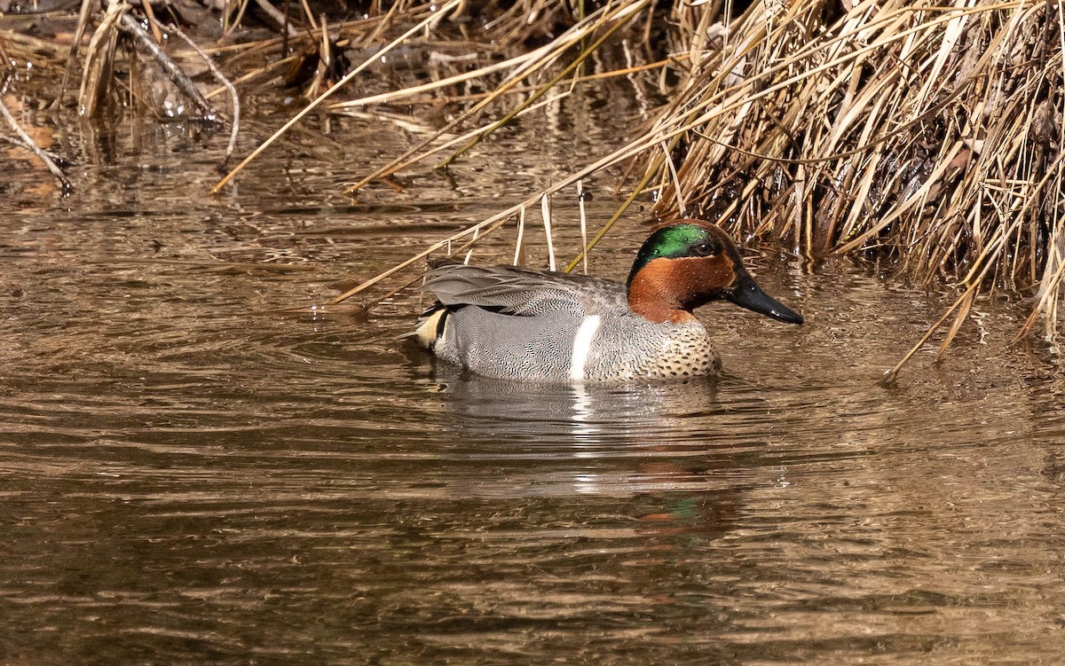 Green-winged Teal - ML431934611