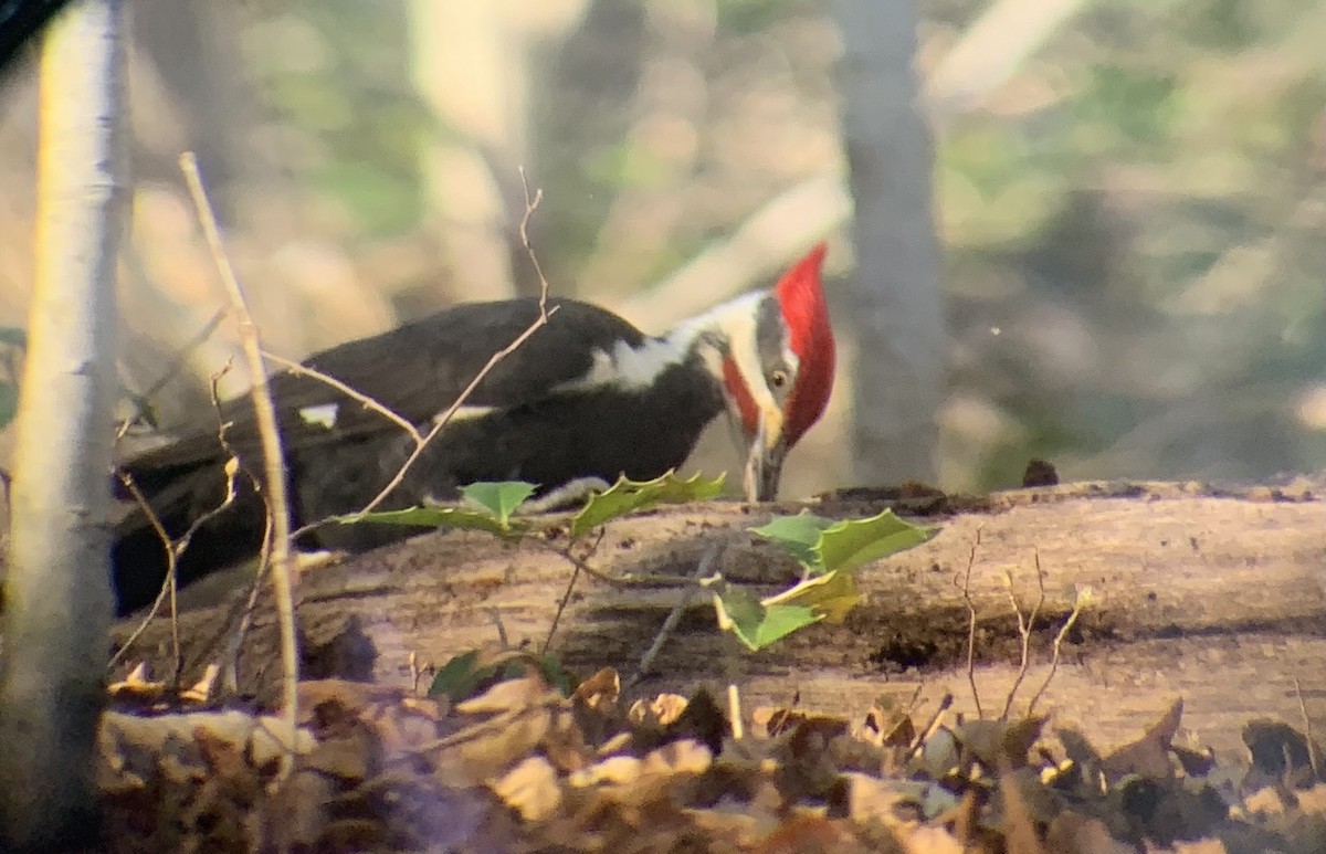 Pileated Woodpecker - ML431934741