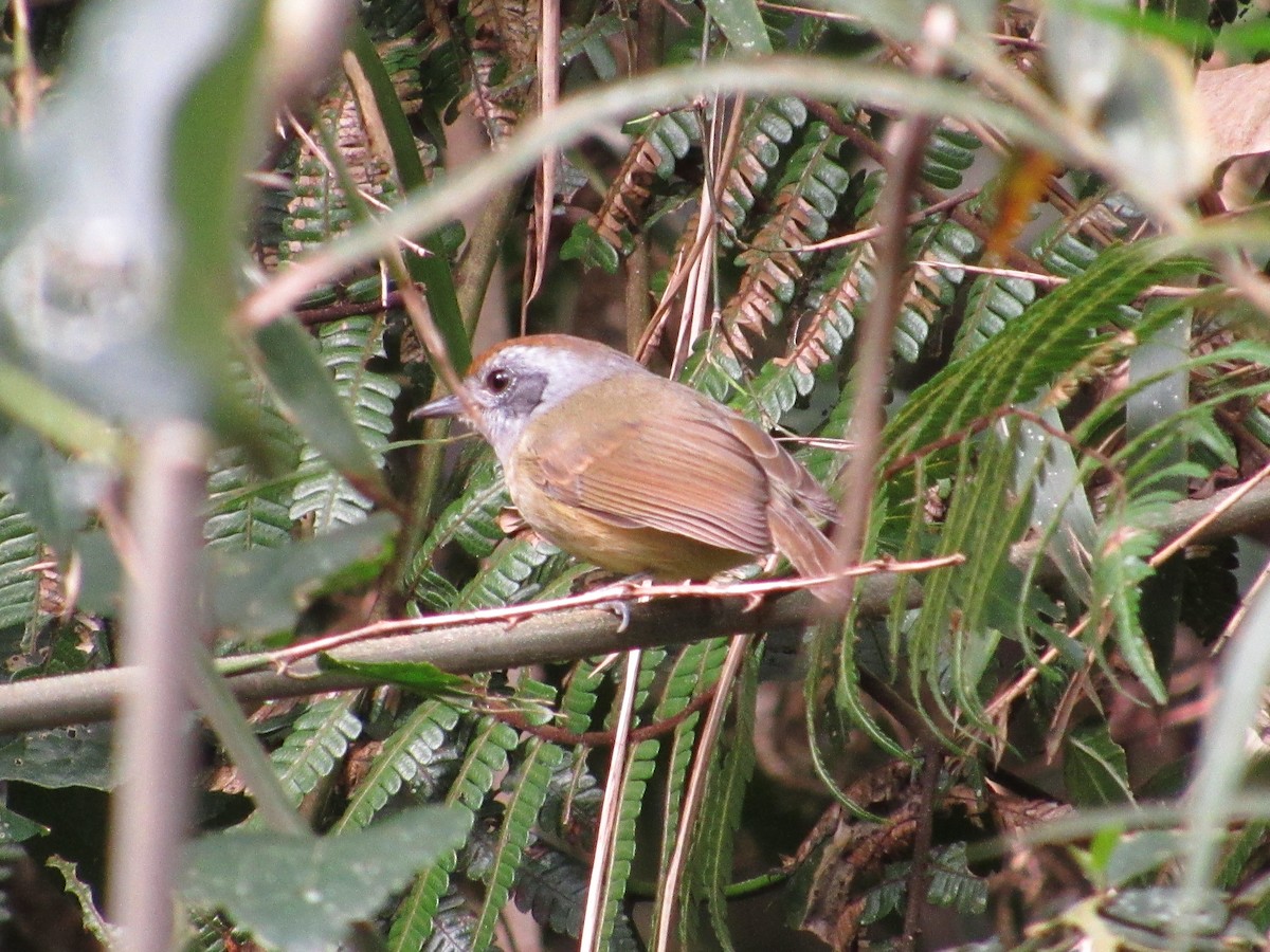 Plain Antvireo - ML431935661