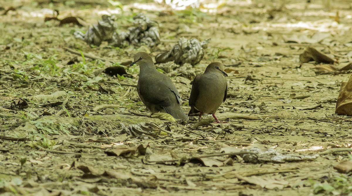 Gray-chested Dove - ML431936151