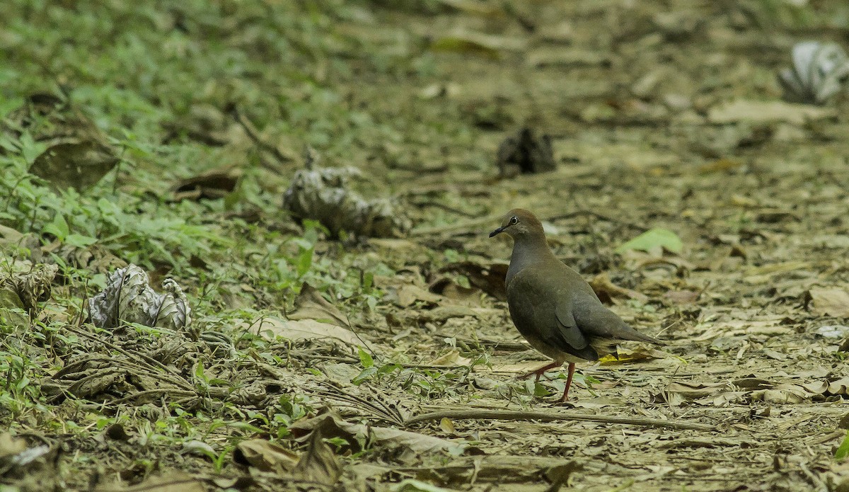 Gray-chested Dove - ML431936161