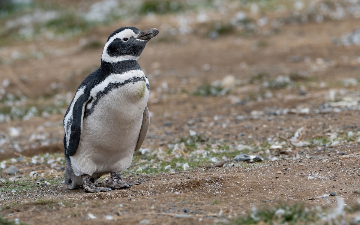 Magellanic Penguin - ML431936521