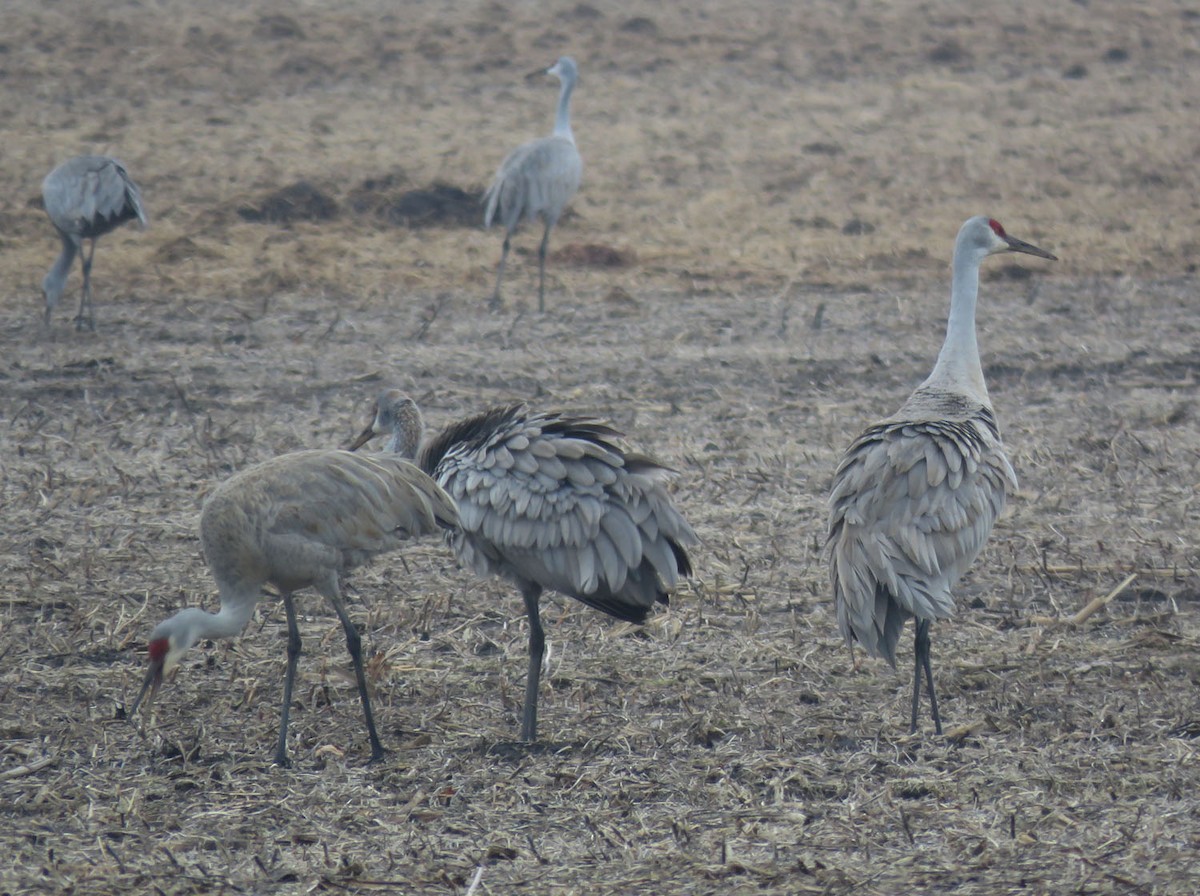 Sandhill Crane - Thomas Schultz