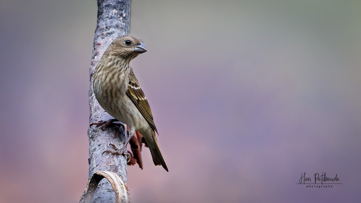 Common Rosefinch - ML431938981