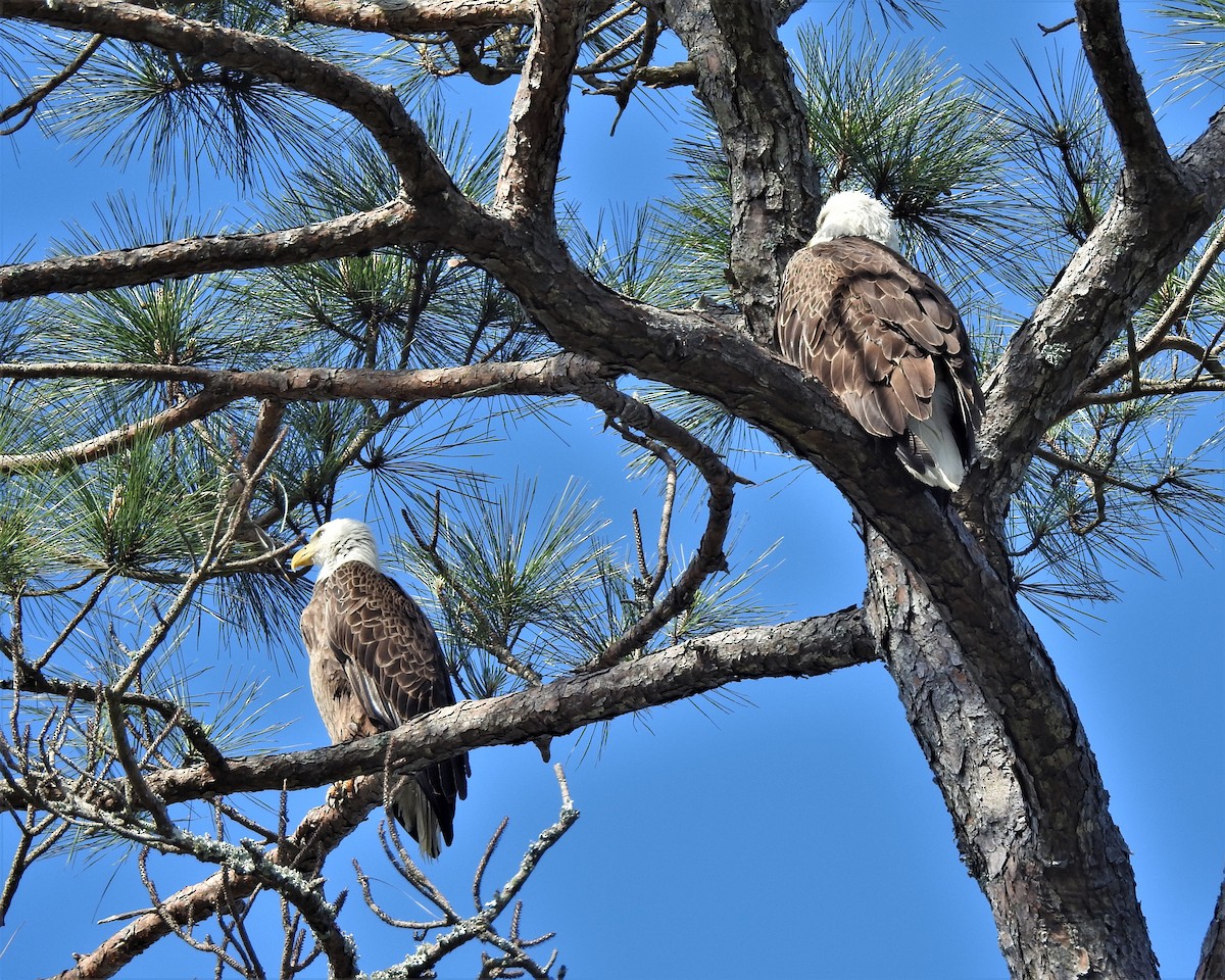 Bald Eagle - ML431939211