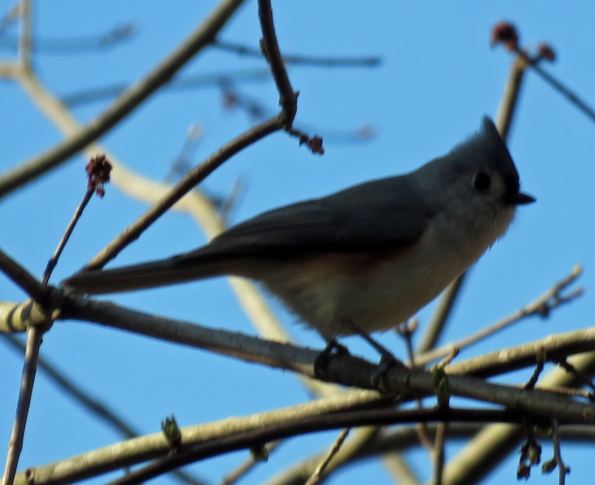 Tufted Titmouse - ML431942641
