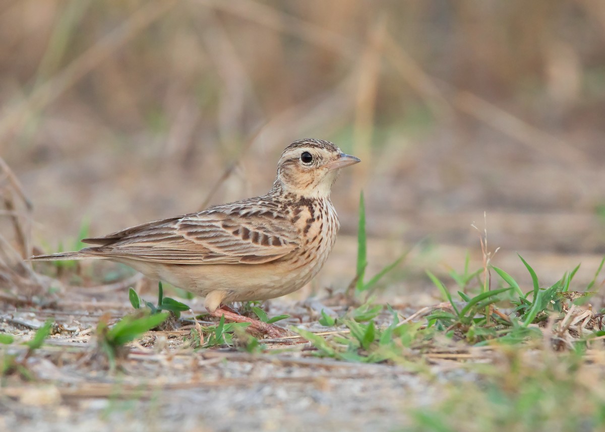 Oriental Skylark - Ayuwat Jearwattanakanok