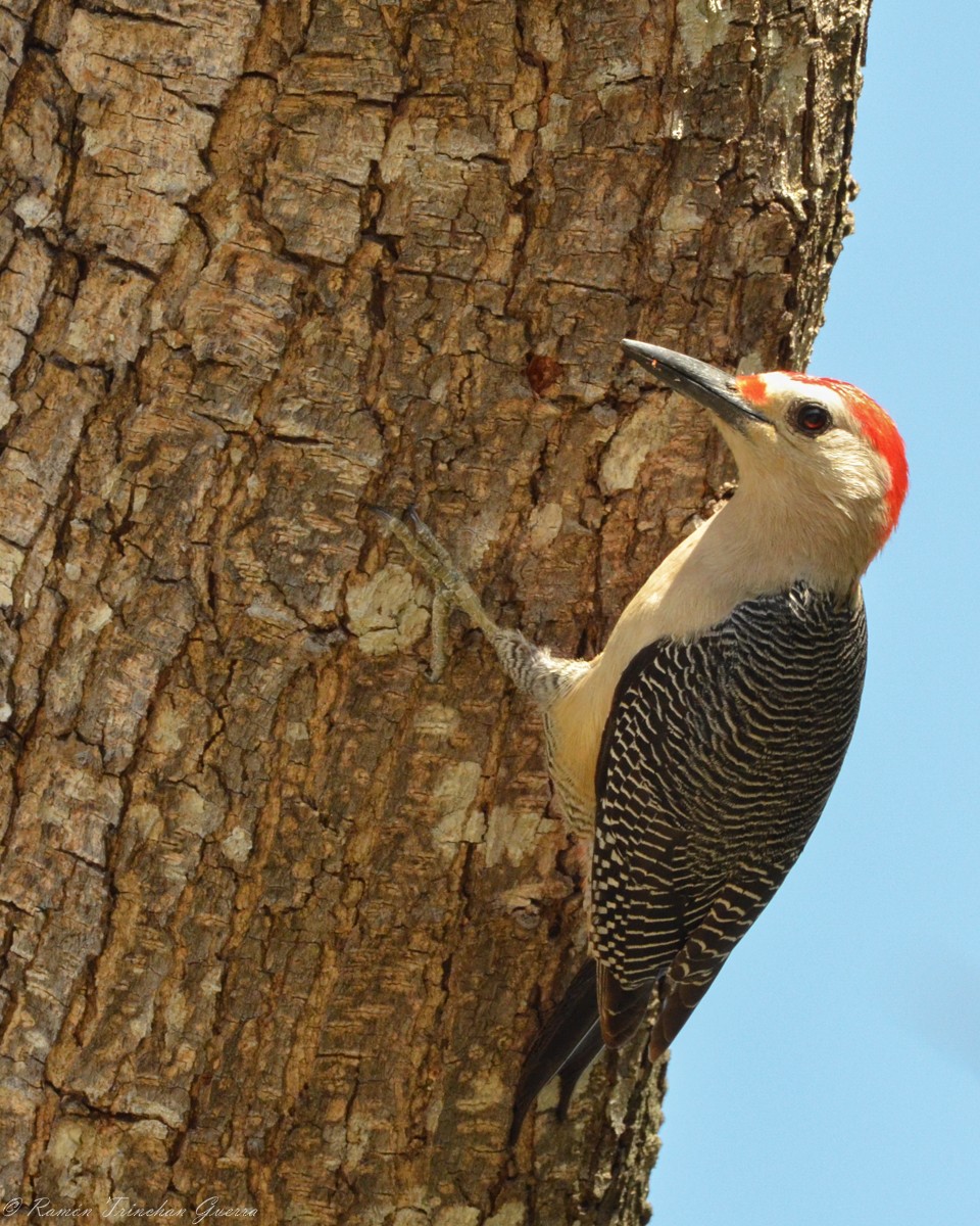 Golden-fronted Woodpecker (Velasquez's) - ML431944571