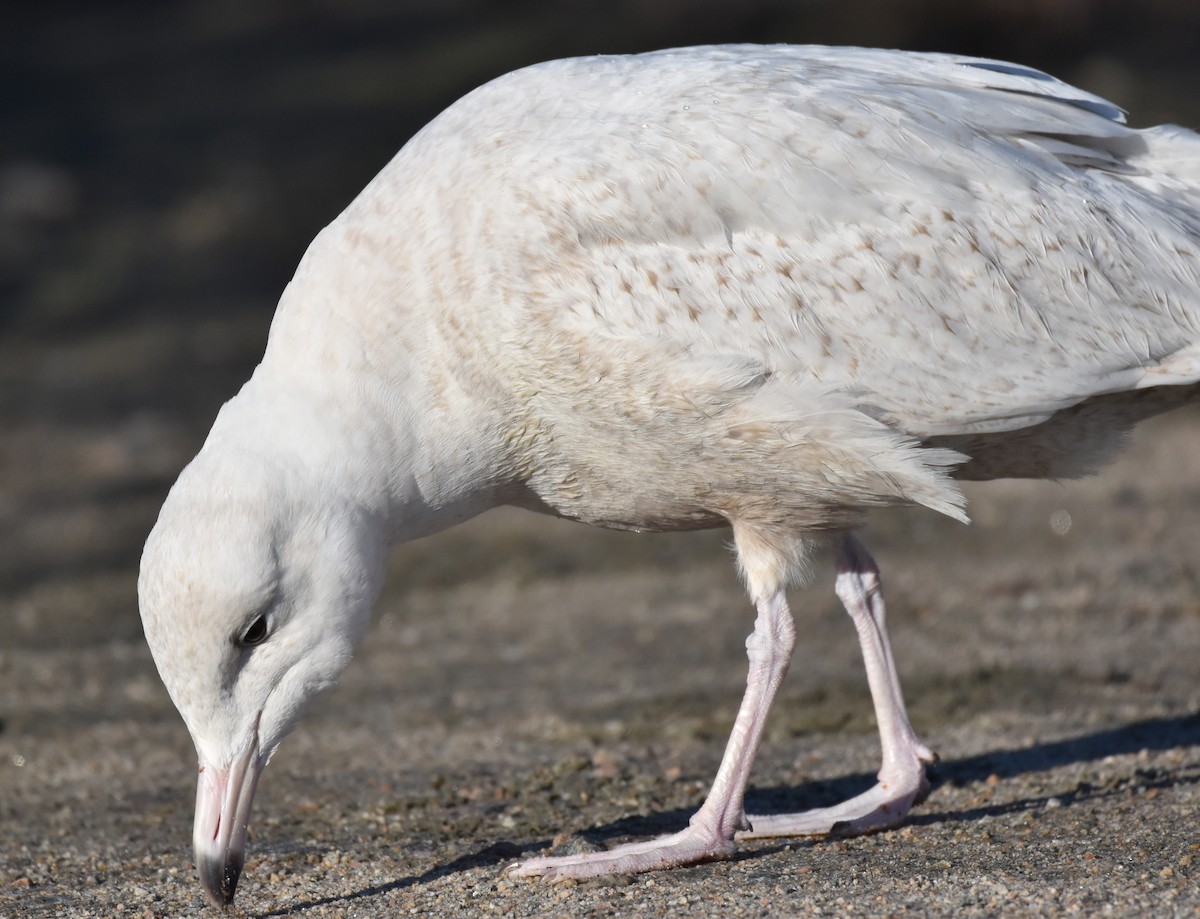 Glaucous Gull - ML431945211