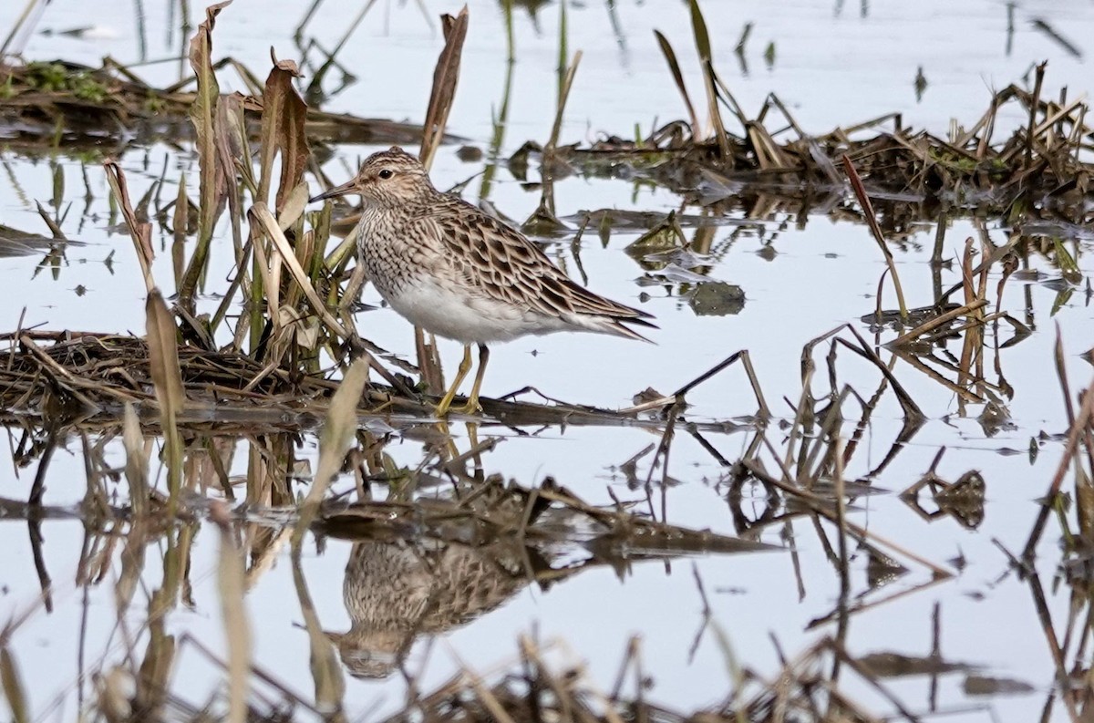 Pectoral Sandpiper - Gale VerHague