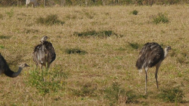 Greater Rhea - ML431947911