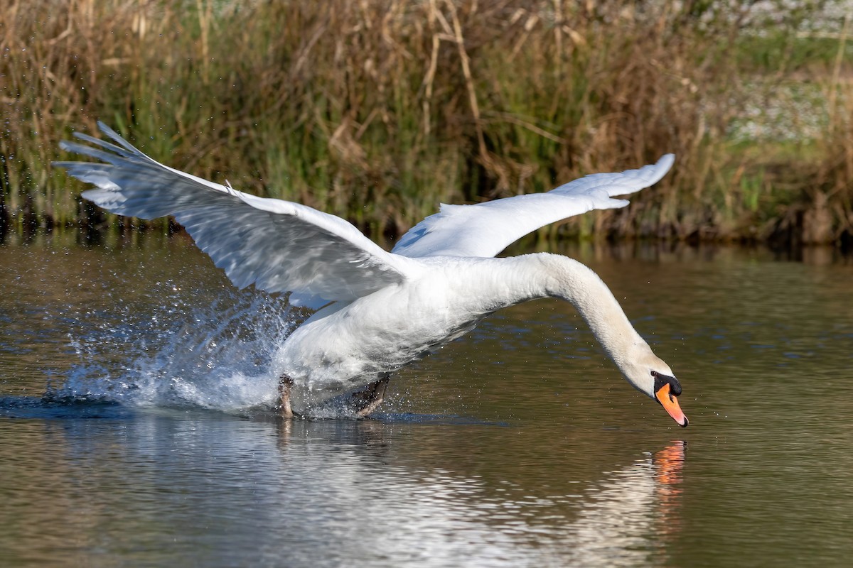 Cygne tuberculé - ML431948461