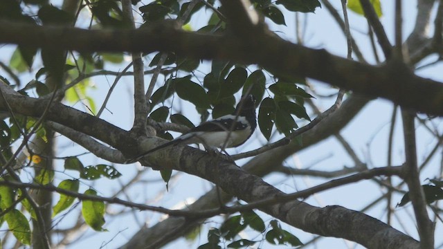 Magpie Tanager - ML431948481