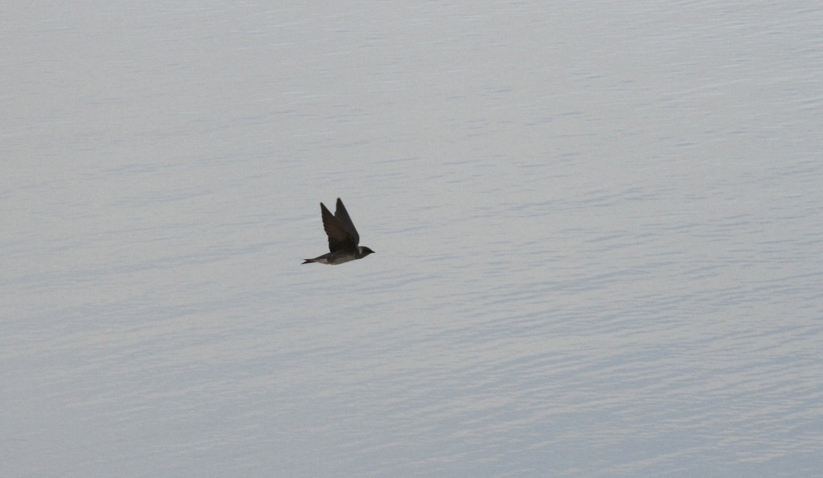 Purple Martin - ML431948651