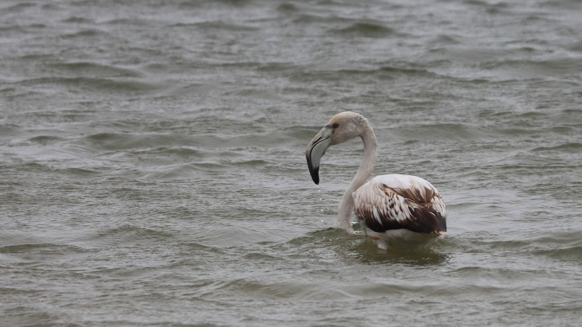 Greater Flamingo - ML431948931