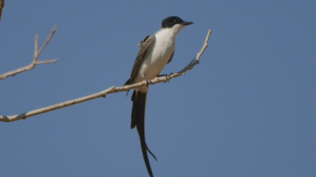 Fork-tailed Flycatcher - ML431949231