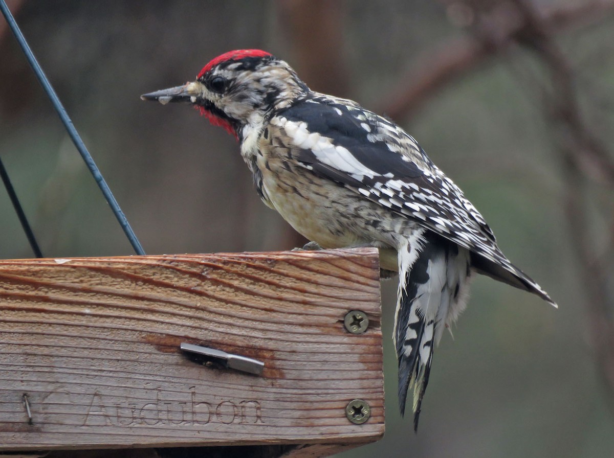 Yellow-bellied Sapsucker - Thomas Schultz