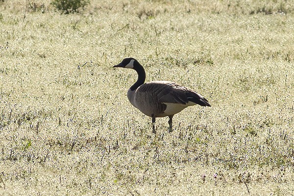 Canada Goose - ML431949601