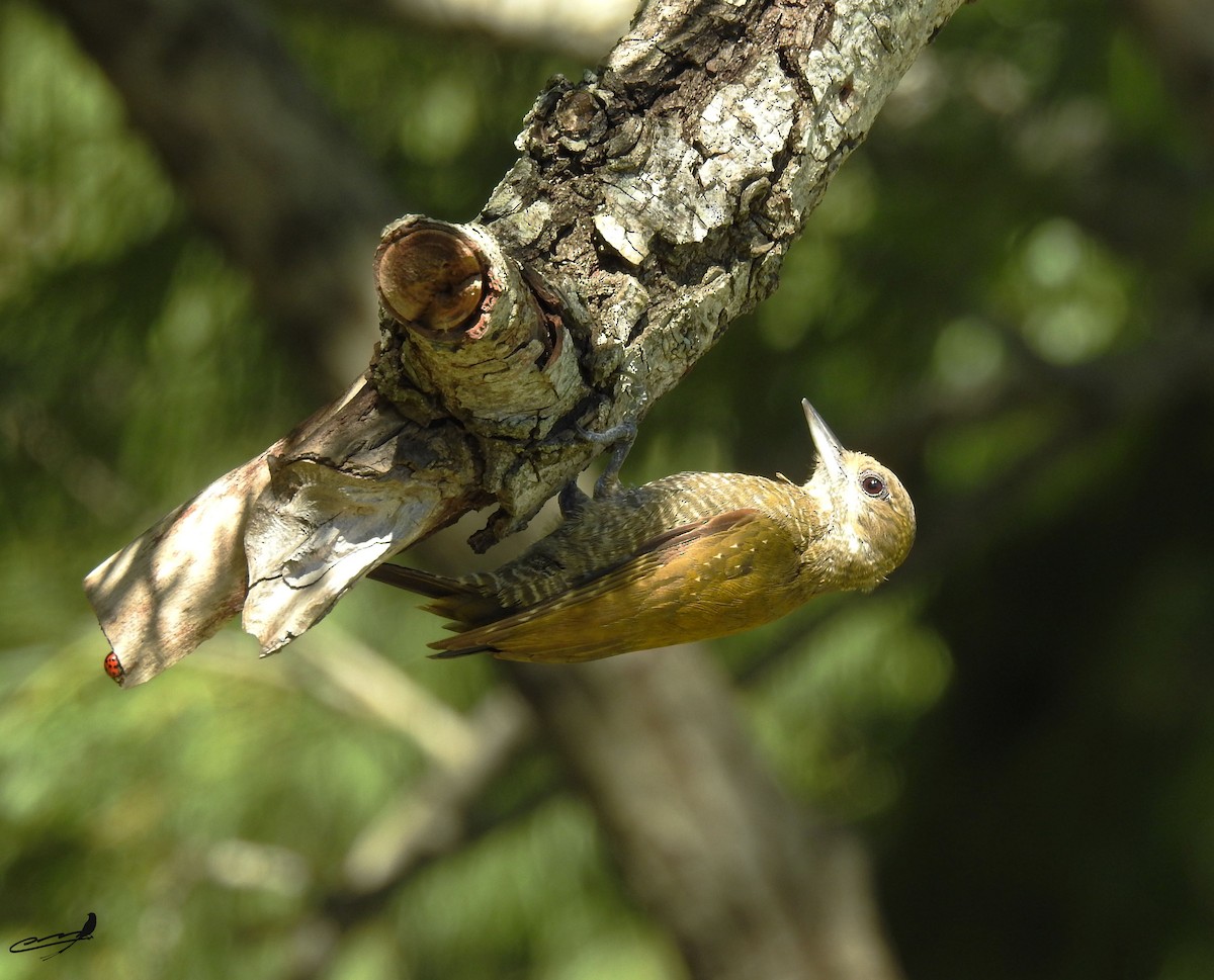 Little Woodpecker - ML431950521