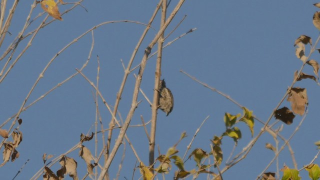 White-wedged Piculet - ML431950541