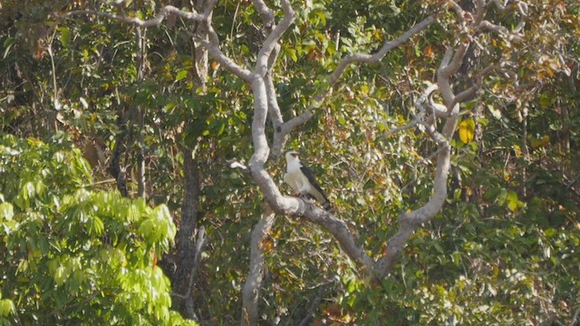 Águila Blanquinegra - ML431951181