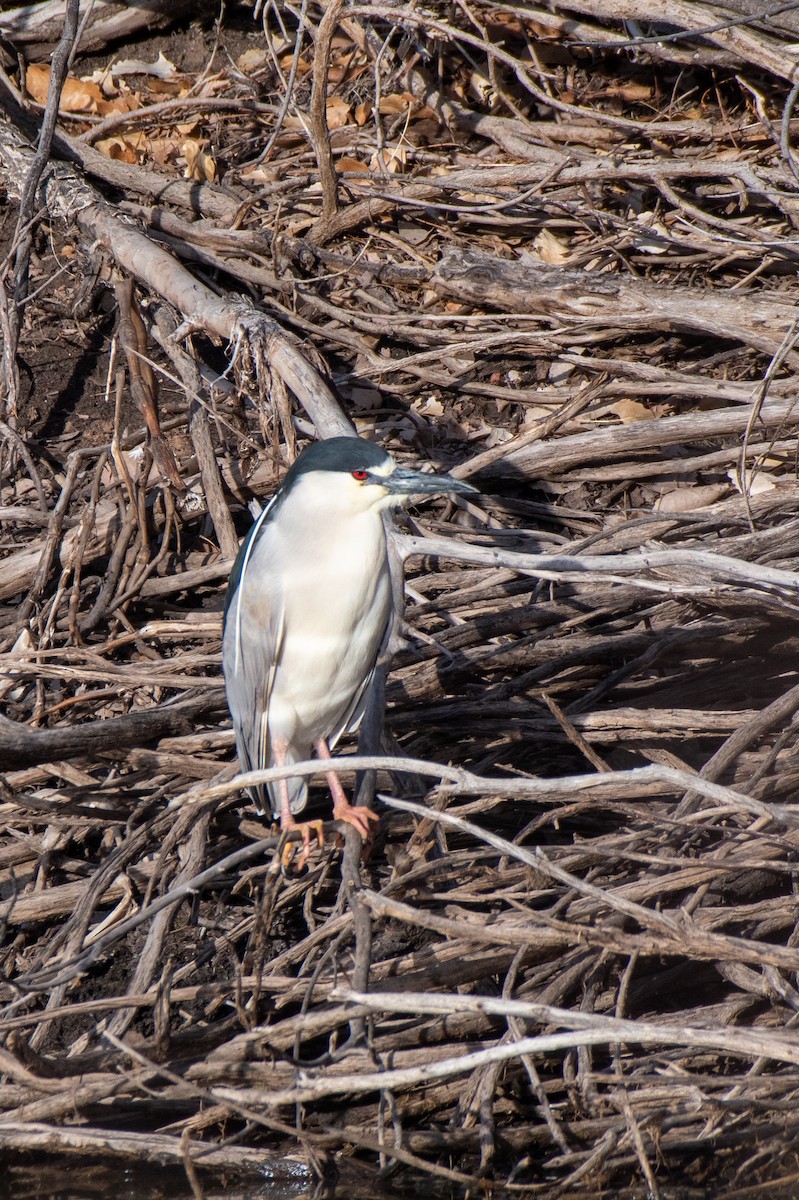 Black-crowned Night Heron - Richard Latuchie