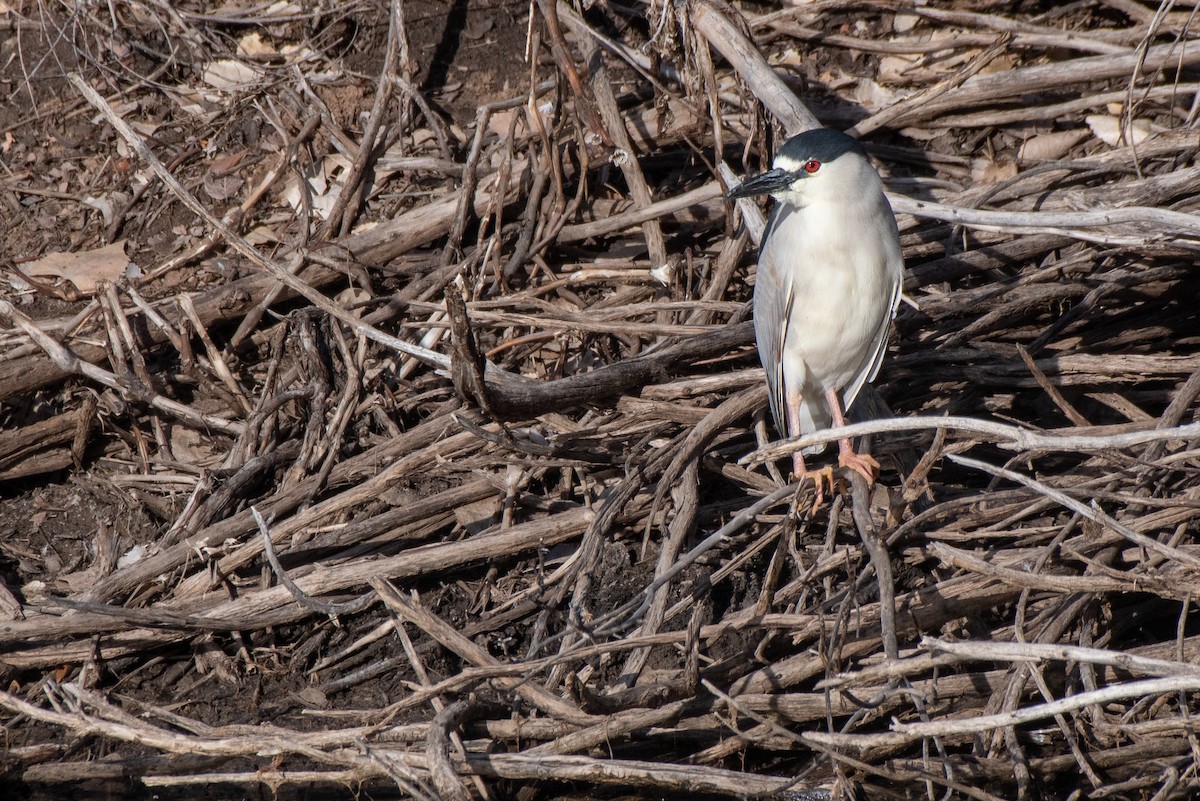 Black-crowned Night Heron - Richard Latuchie