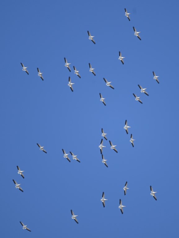 American White Pelican - ML431951721