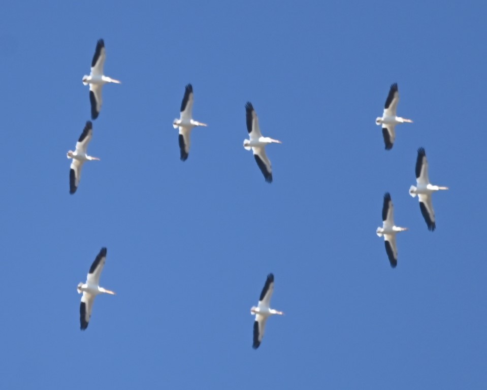 American White Pelican - ML431951731
