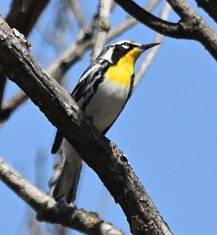 Yellow-throated Warbler - ML431952631