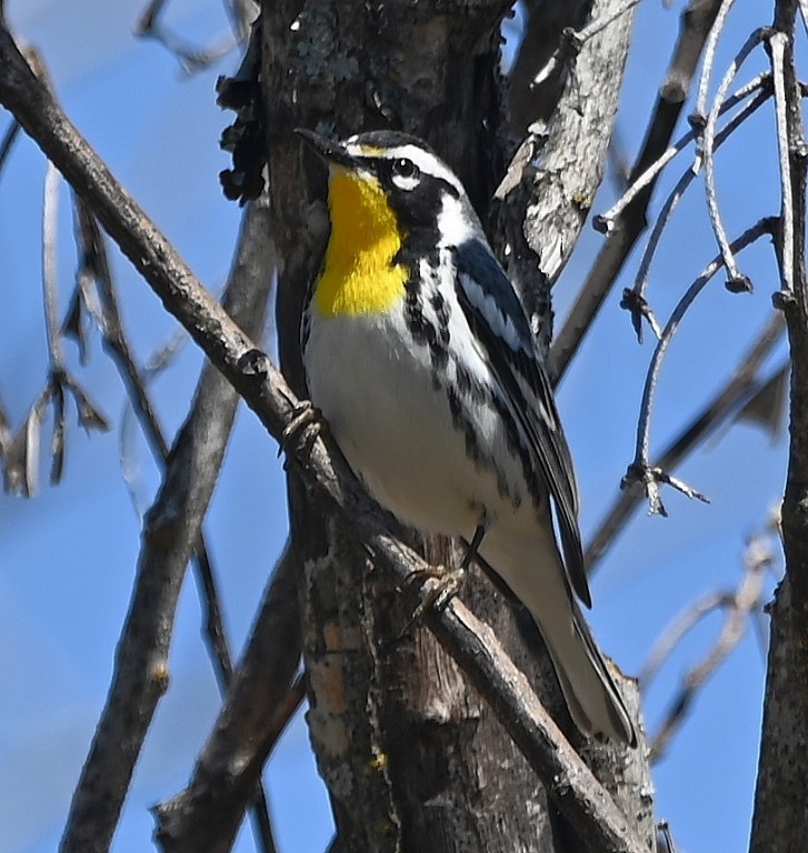 Yellow-throated Warbler - ML431952651