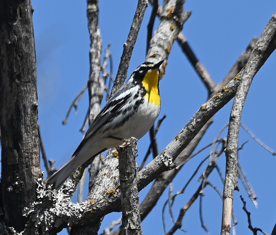 Yellow-throated Warbler - ML431952681