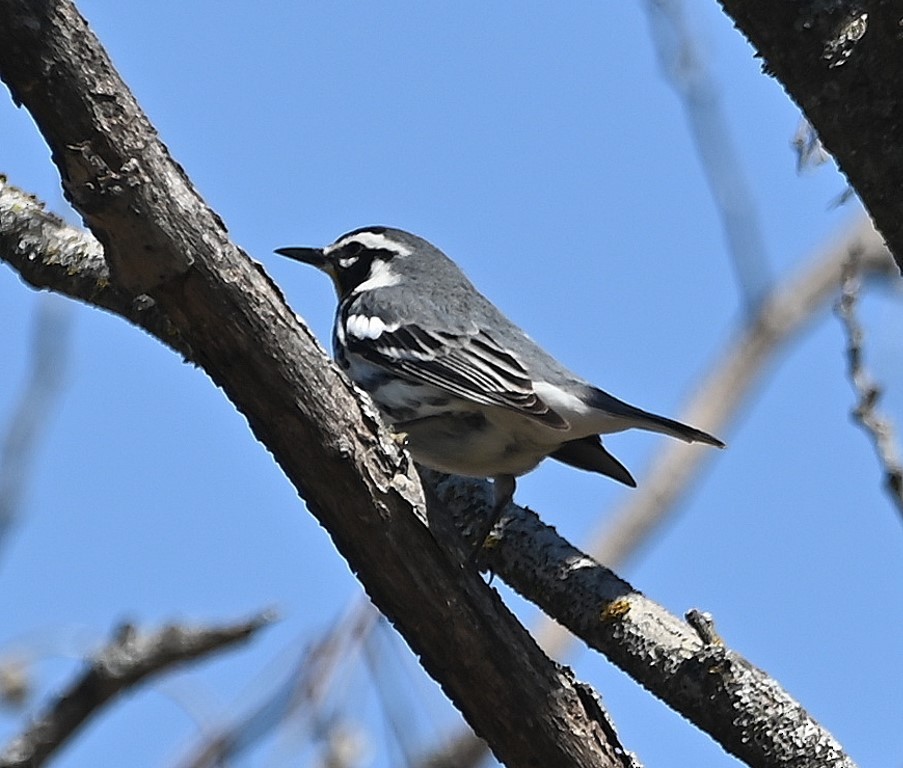 Yellow-throated Warbler - ML431952711