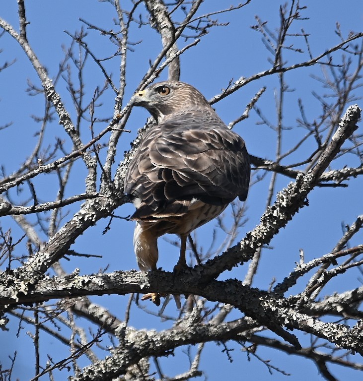 Red-shouldered Hawk - ML431952771